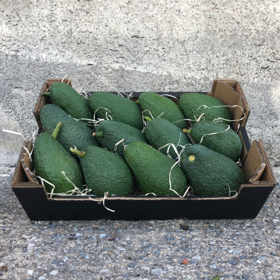 caja aguacates hass - Huerta Tropical
