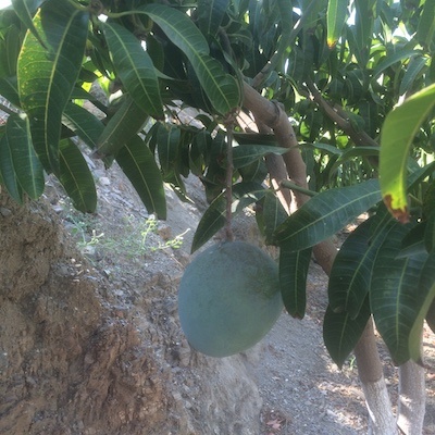 mango kent madurando en el árbol
