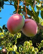 mangos keitt en árbol - Huerta Tropical