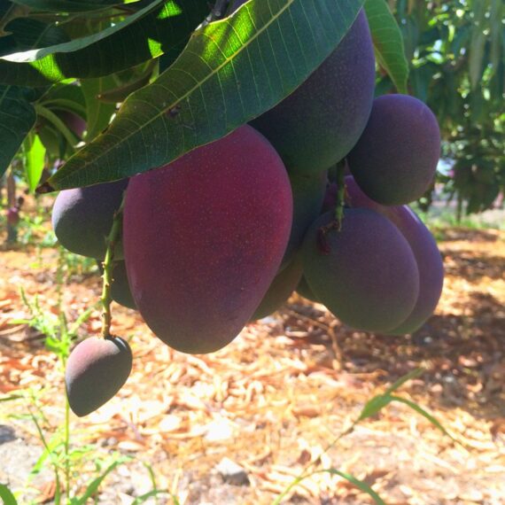 mangos irwin madurados en el árbol