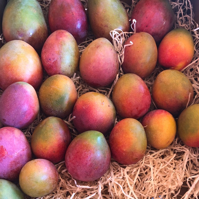 caja de mangos bombón - Huerta Tropical