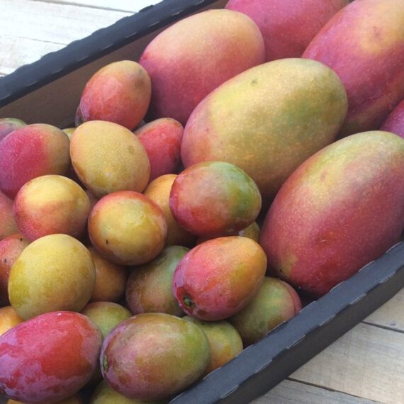 mango bombón y mango irwin