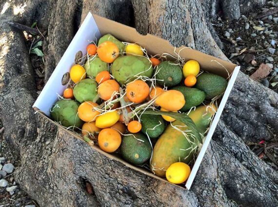 Surtido de frutas tropicales de temporada