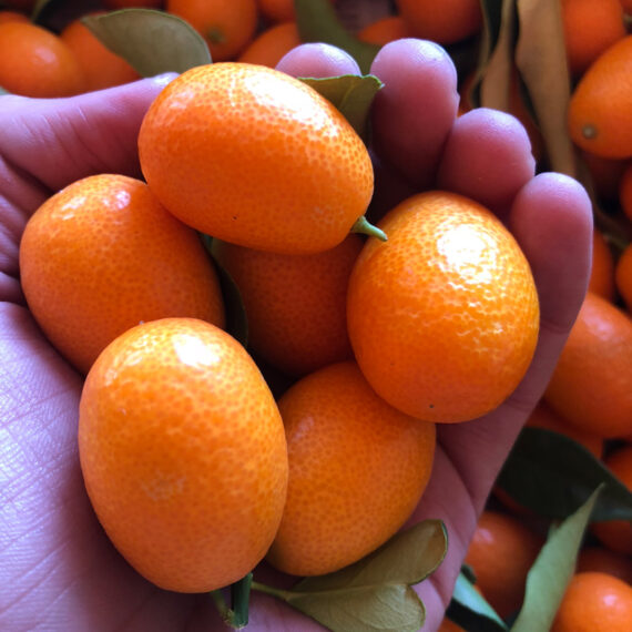tamaño de los kumquats