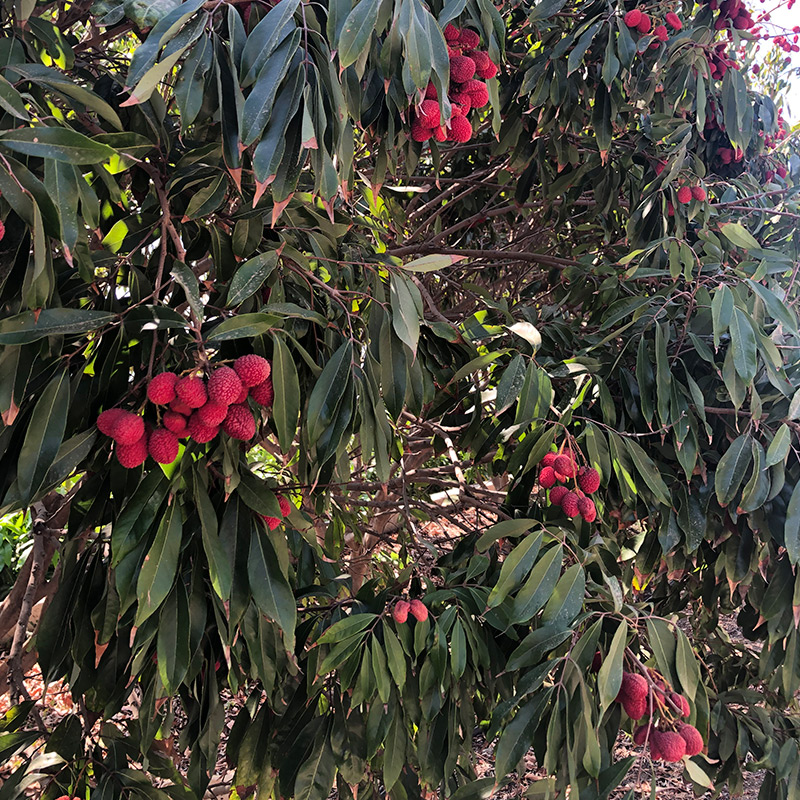 árbol de lichis en Granada