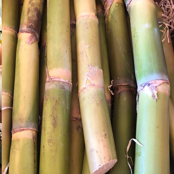 comprar caja de caña de azúcar cultivada en la costa tropical