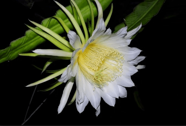 flor de la pitahaya o pitaya