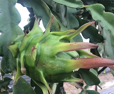 primer fruto de pitahaya
